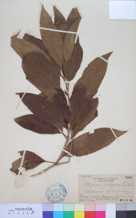 Specimen thumbnail